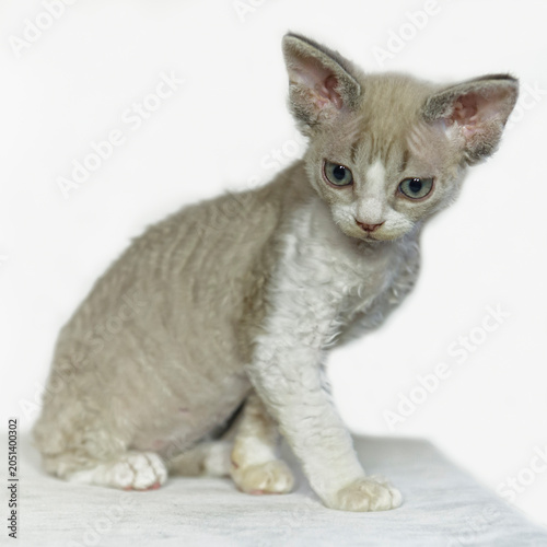 Εκτύπωση καμβά Porträt eines Devon Rex Kitten