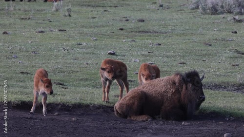 Bison Cows  and Calf in Yellowstone National Park Wyoming in Springtime