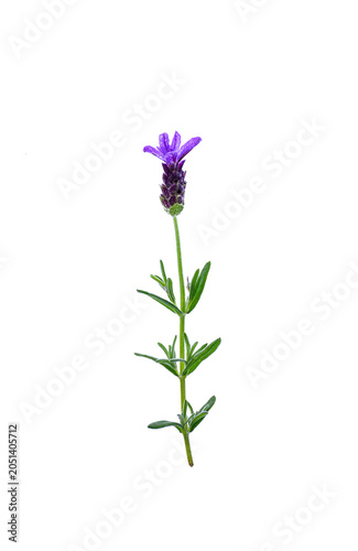 Purple lavender isolated on white background. One French lavender flower, beauty and spa concept.