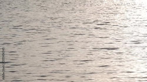 The water surface reflects the golden evening sunlight.