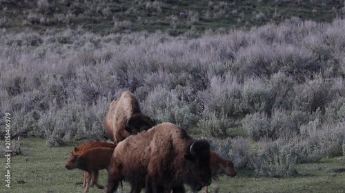 Bison Cows  and Calf in Yellowstone National Park Wyoming in Springtime