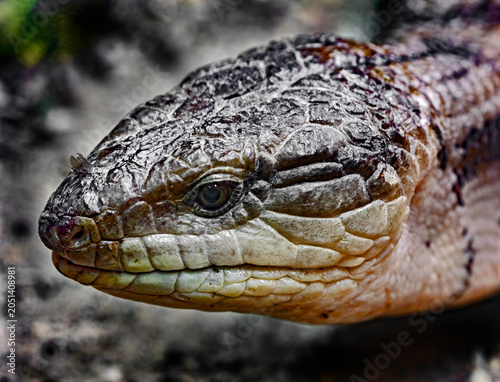 Blue tongue skink head. Latin name - Tiligua scincoides
