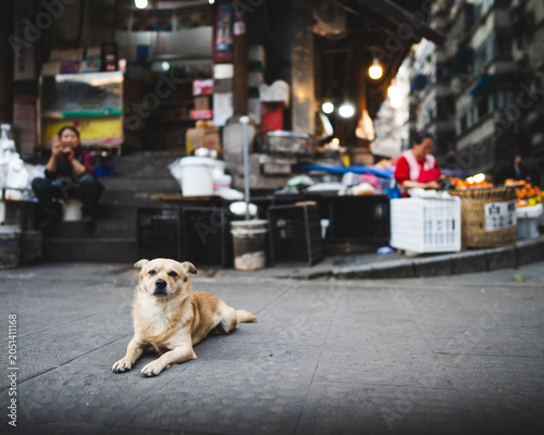 Photos Stray dog resting on a street by a night market