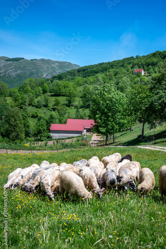 Flock of sheep in Vojnik mountain meadow, Montenegro