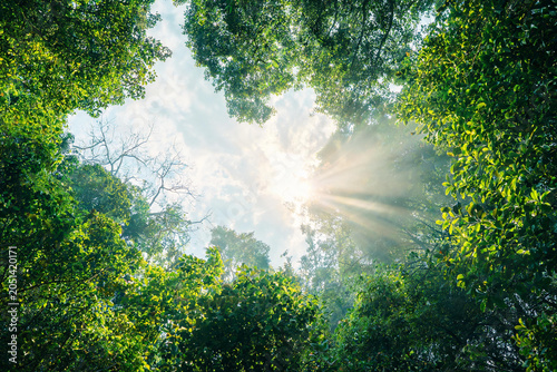 Sunlight streaming through dense green forest canopy with clear blue sky