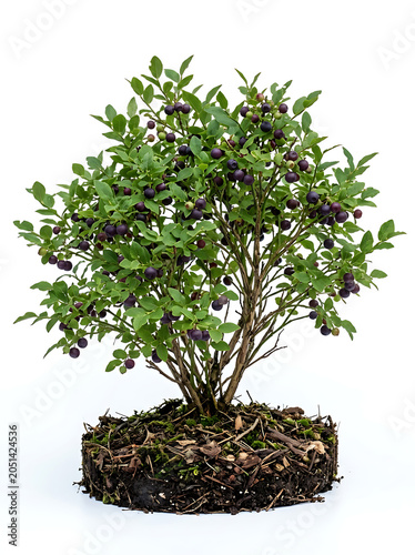 Isolated Blueberry Bush with Ripe Berries and Soil on White Background