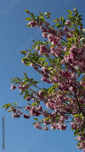 Pink cherry blossoms against clear blue sky