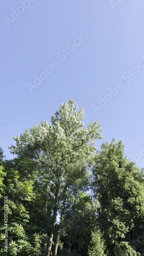 Tall poplar trees with drifting white fluff