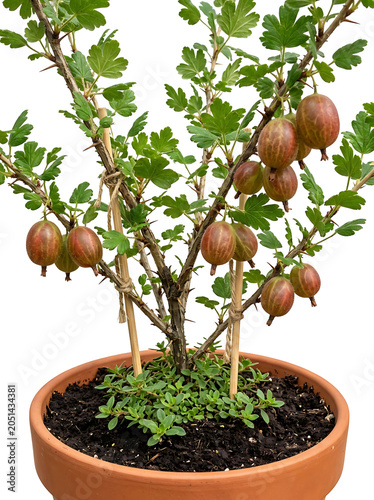 Ripe Gooseberries Growing on a Plant Isolated on White Background in a Terracotta Pot