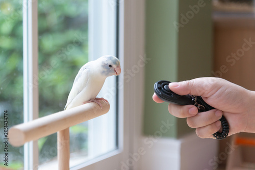 Close-up of a person training a small cute Forpus parrotlet with a black clicker trainer