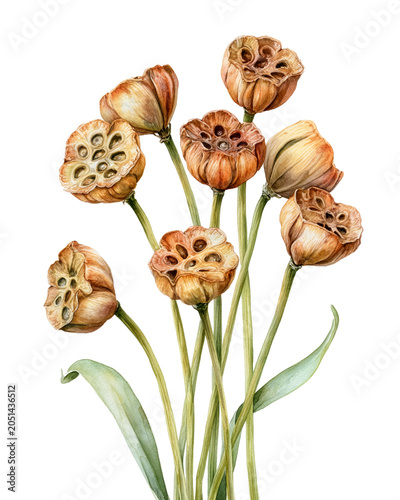 Hand-painted watercolor dried lotus pods isolated background