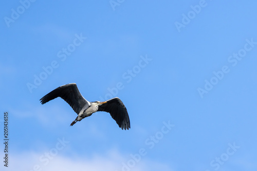 Tableau sur toile Grey heron flying across blue sky, Ardea cinerea bird soaring mid-air at Monfrag