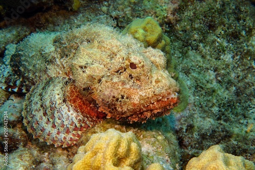 Foto Venomous fish - Scorpionfish (Scorpaenidae) on the coral reef