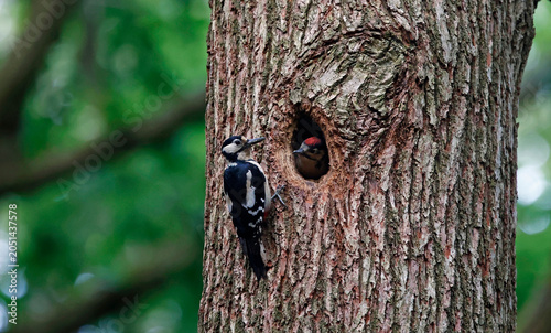 Great spotted woodpeckers feeding their young