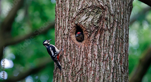 Great spotted woodpeckers feeding their young