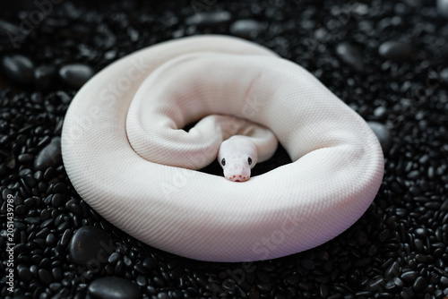 High-angle shot of a beautiful Blue-eyed Leucistic (BEL) Ball Python snake coiled on black stones