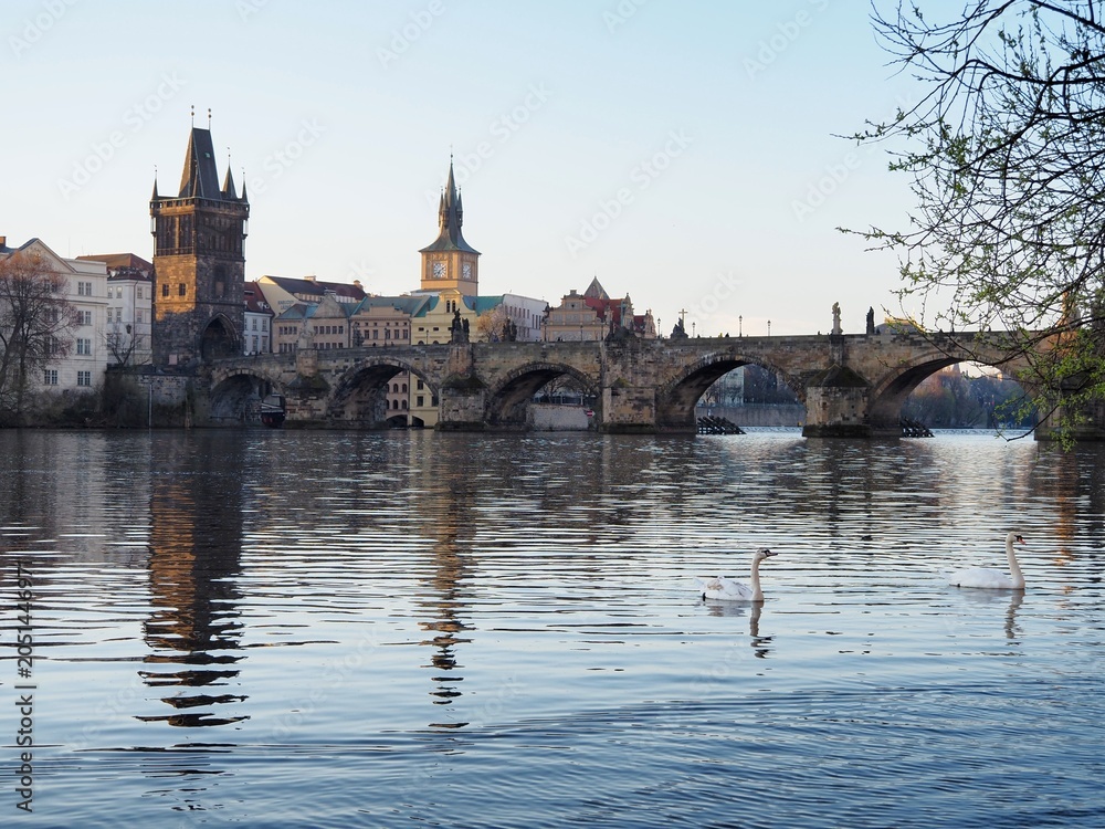 Fototapeta premium Swans glide across the calm waters of the Vltava River against the backdrop of Charles Bridge and Prague's architecture at sunrise. Magical atmosphere of early morning in Prague, Czech Republic.
