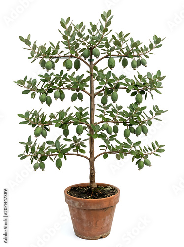 Potted feijoa tree with small green fruits, isolated on a white background