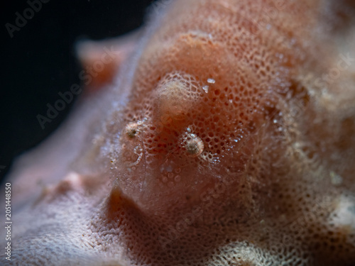 Cryptic Sponge Shrimp, Broken-back Shrimp, Kryptische Schwamm-Garnele (Gelastocaris paronae)