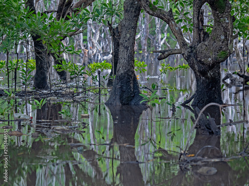 Mangrove forest reflected on the water's surface