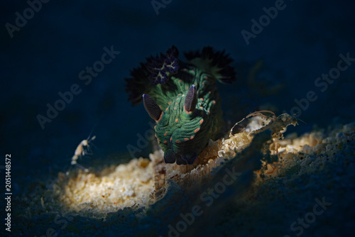 Miller`s Nembrotha (Nembrotha milleri) in the spotlight.
