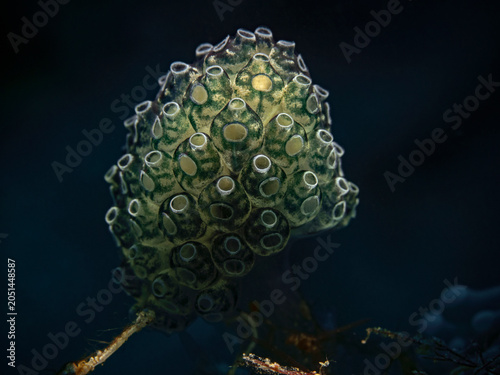 Stalked Green Ascidian, Pilz-Seescheide (Nephteis fascicularis)
