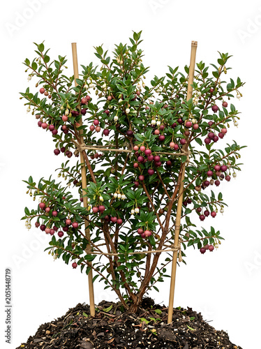 Isolated healthy plant with ripe berries and bamboo support, white background
