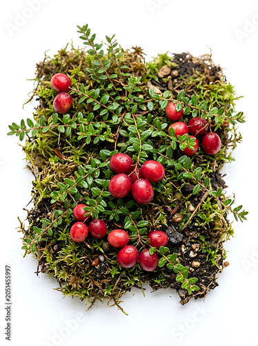 Fresh red cranberries growing on moss, isolated on white background