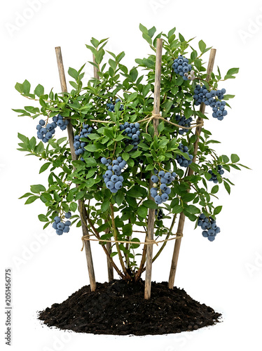 Isolated healthy blueberry bush plant with ripe berries and support sticks