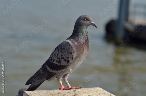 The closeup of the pigeon.
