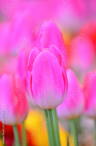 Tulipa is the form of spring - blooming perennial herbaceous bulbiferous geophytes.These flowers are large, showy and brightly pink colored.