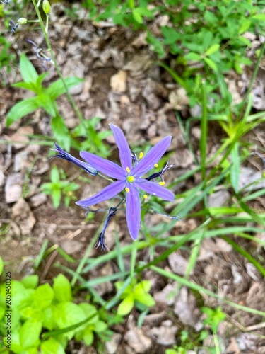 Purple Common Camas flower with yellow pollen. 