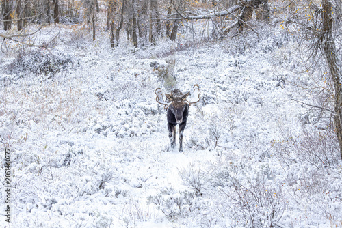Quadro su tela Moose in Snowy Winter Forest