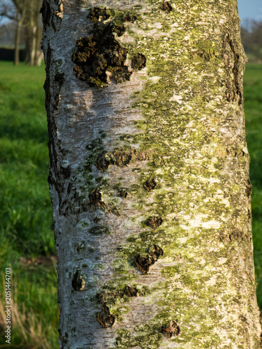 Populus simonii Birken-Pappel