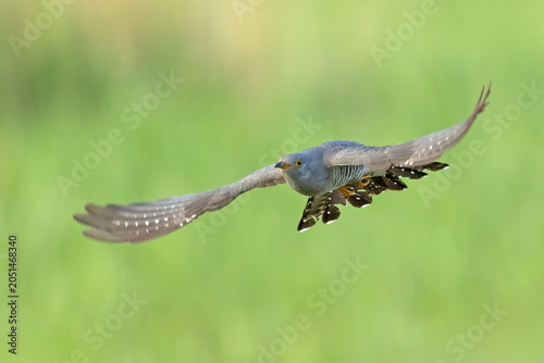 A magnificent, sharp wildlife action photograph of an adult Common Cuckoo (Cuculus canorus) in full flight, heading directly towards the viewer. 