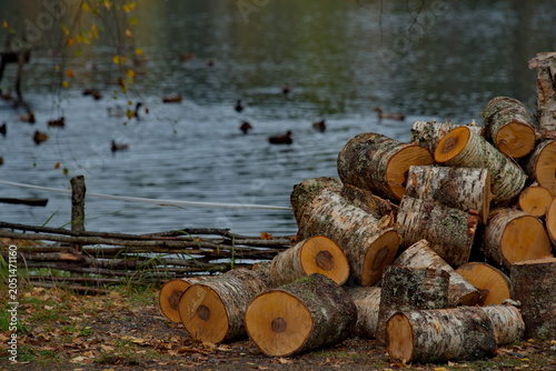 Russia, Karelia. A large pile of sawn birch firewood on the shore of Lake Onega against the background of swimming ducks.