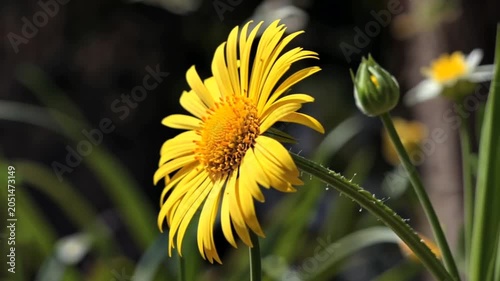Vibrant Yellow Leopard's Bane Flower Blooming in the Summer Sun