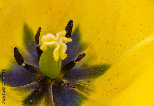 Extreme Close Up Of A Vibrant Yellow Tulip Flower Center With Dark Blue Accents