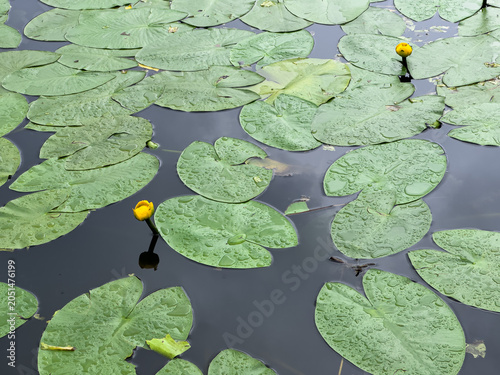 Obraz na plátně Yellow water lilies on a calm forest lake surface