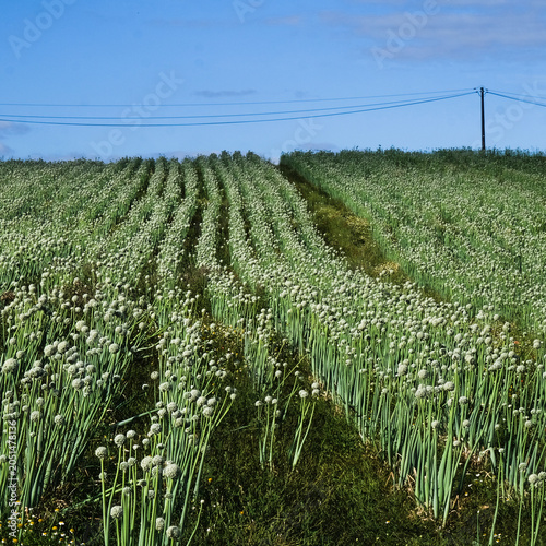 culture agricole , raisonnée , alignée , oignons rouges , fleurs blanches , perspectives , industrie alimentaire , nature  ,campagne , champ ,