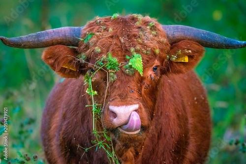 Tablou pe pânză Highland Coo Bull With Large Horns Covered In Green Foliage In A Lush Green Fiel
