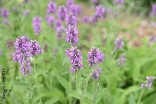 Betonica officinalis au printemps