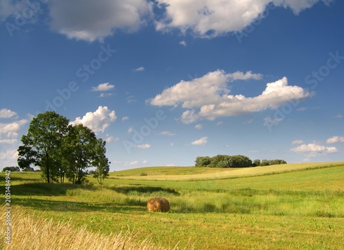Summer rural landscape in full sun, under a blue sky.