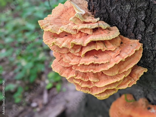 Canvas Print Laetiporus sulphureus growing on rotten tree stump in forest
