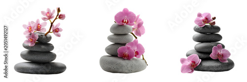 Set of Fresh orchid pink blossom on transparent png background. Ai generated