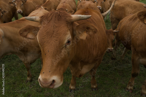 Bild auf Leinwand Troupeau de jeunes vaches Auvergnates rousses dans un pré