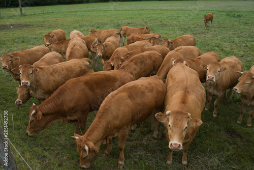 Fotografía Troupeau de jeunes vaches Auvergnates rousses dans un pré
