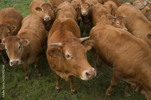Fotografija Troupeau de jeunes vaches Auvergnates rousses dans un pré