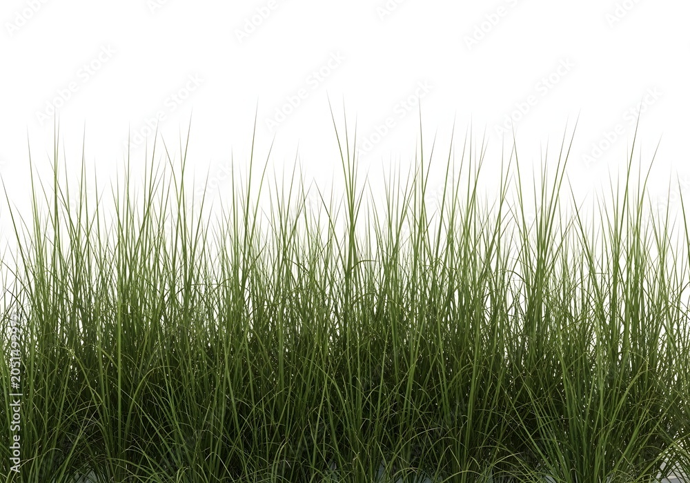 Obraz premium Thick patch of vibrant green wild grass. Prairie landscape and natural textures. Dense grassy foliage standing upright against a blank white canvas