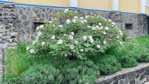 Beautiful landscaping design with blooming tree peony bush and stone border